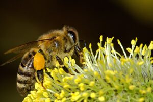 bee, insect, nectar-18192.jpg